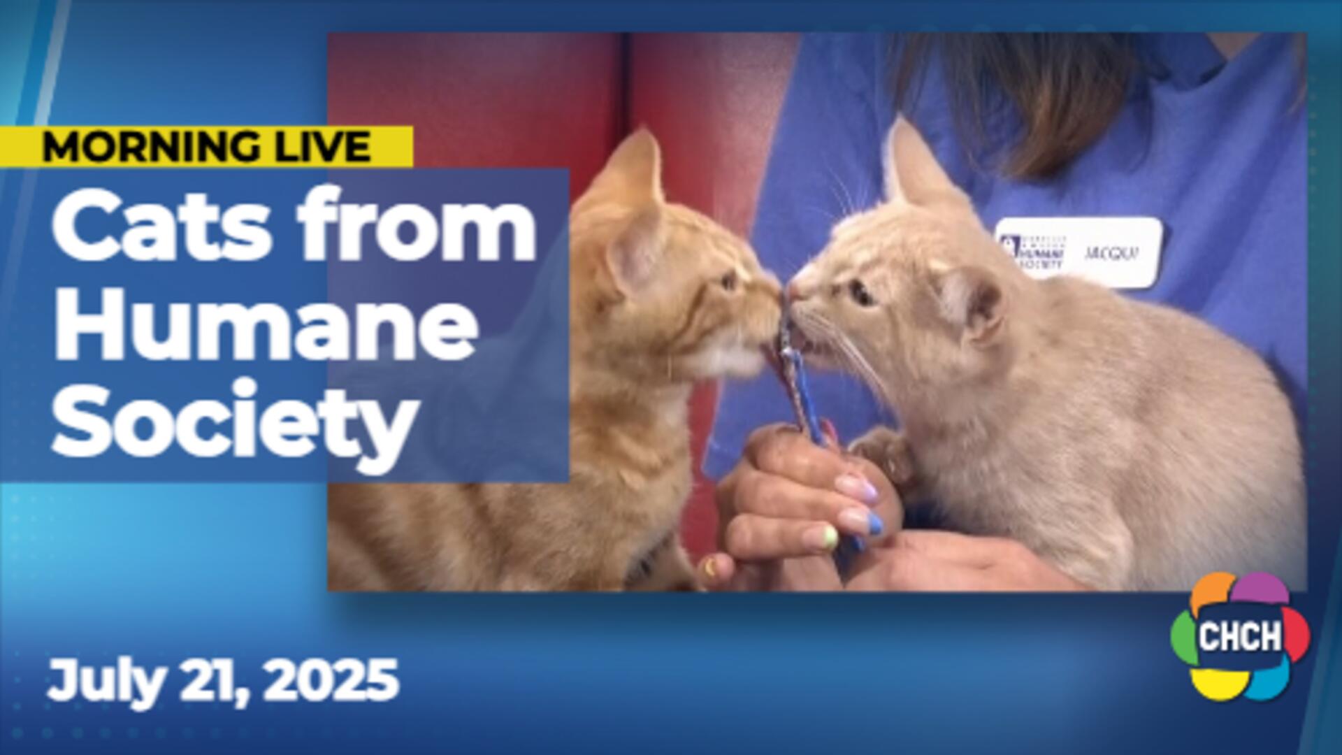 Adoptable pets, featuring 2 cats from the Oakville and Milton Humane Society