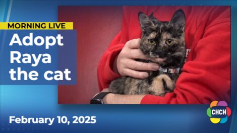 Meet Raya, who is up for adoption at Animal Adoptions of Flamborough