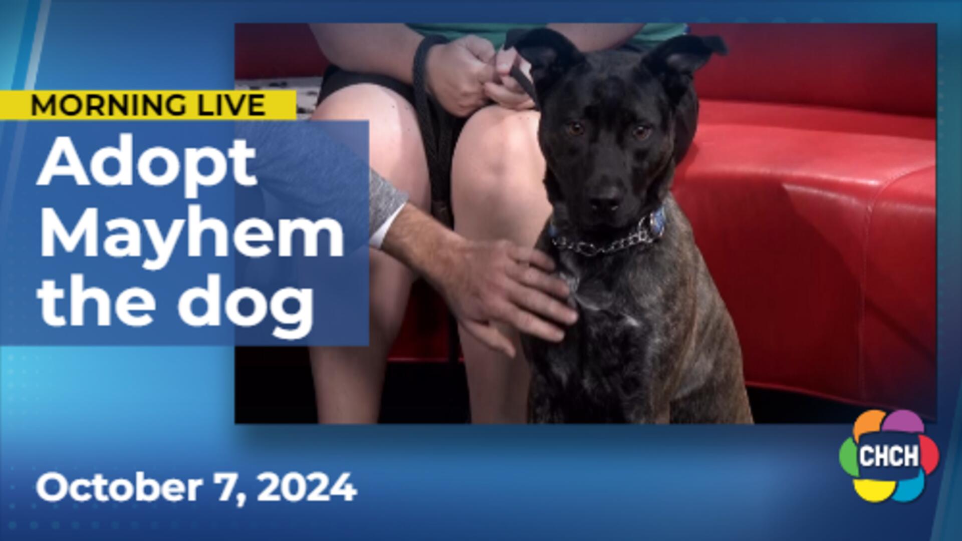 Meet Mayhem, who is up for adoption at the Humane Society of Greater Niagara