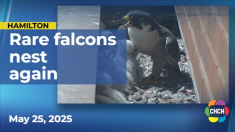 Rare falcons nest again in downtown Hamilton