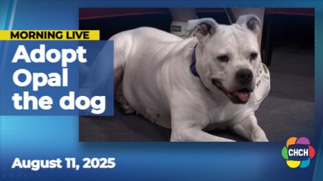 Adoptable Pets featuring Opal