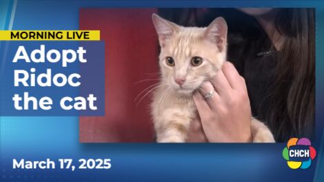 Meet Ridoc, who is up for adoption at Hamilton/Burlington SPCA