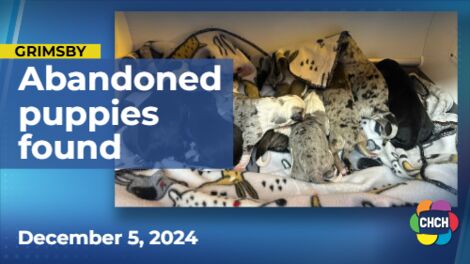 8 puppies dumped in Grimsby had umbilical cords attached