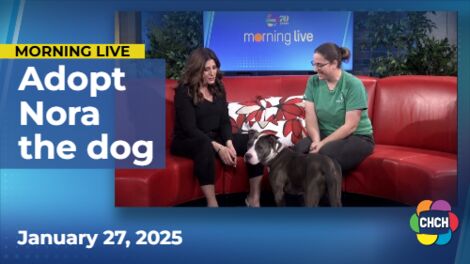 Meet Nora, who is up for adoption at the Humane Society of Greater Niagara