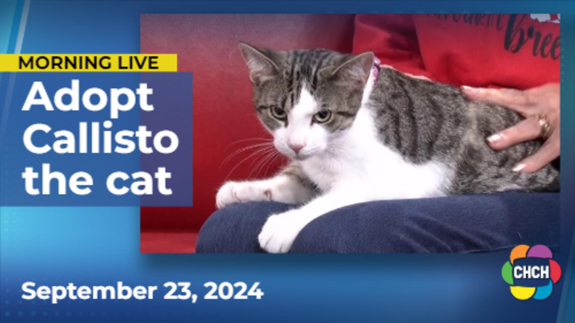 Meet Callisto, who is up for adoption at Animal Adoptions of Flamborough