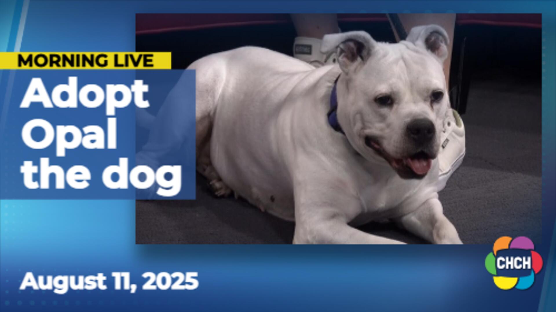 Adoptable Pets featuring Opal