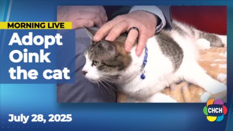 Meet 'Oink' the cat who is available for adoption