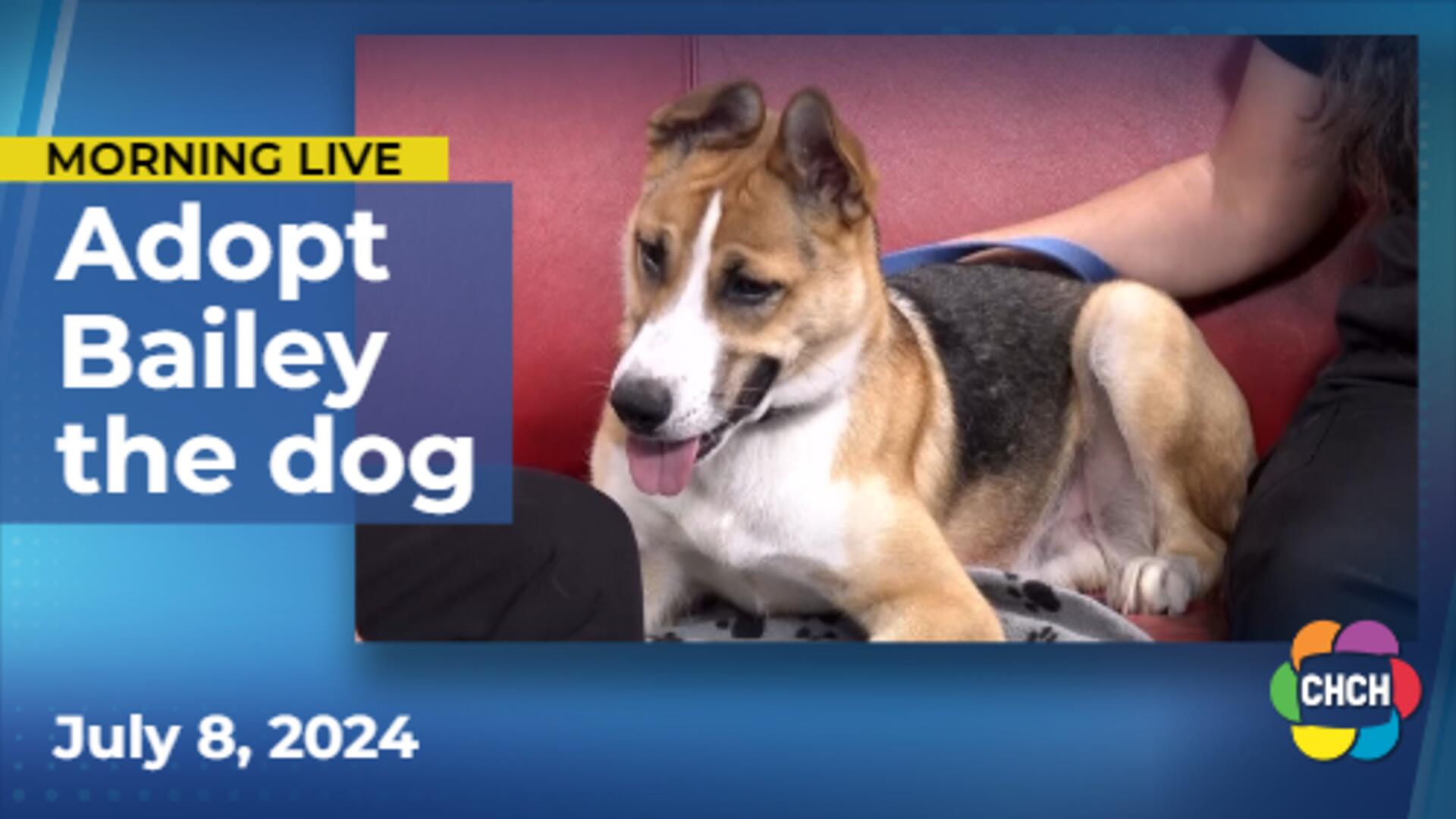 Meet Bailey, who is up for adoption at Hamilton/Burlington SPCA