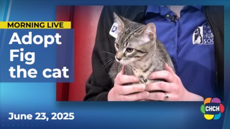 Meet Fig, who is up for adoption at the Oakville & Milton Humane Society