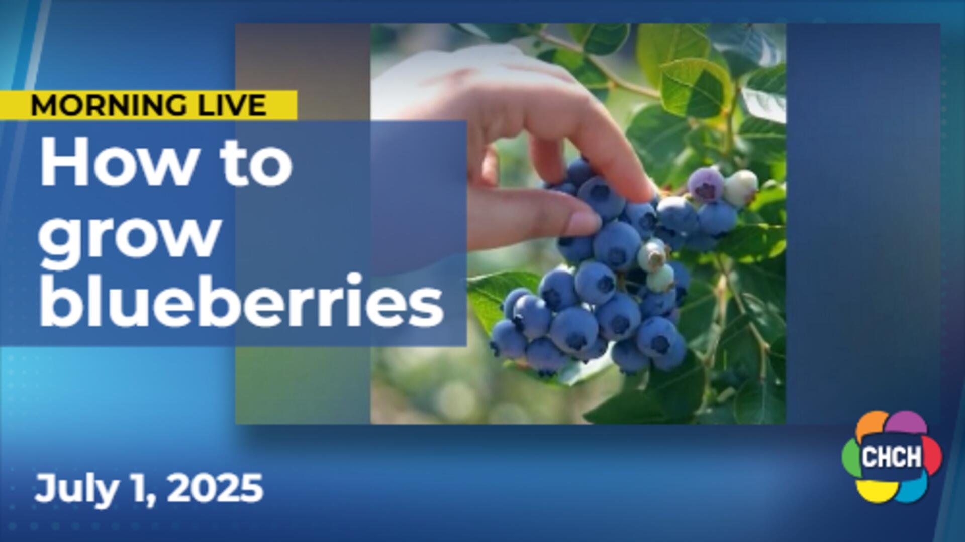 Tips to grow blueberries in your own backyard