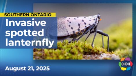 Hamilton, Niagara region on watch for 'spotted lanternfly' invasive insect