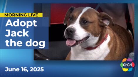 Meet Jack, who is up for adoption at the Humane Society of Greater Niagara