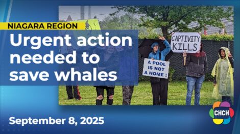 More whales at Niagara Falls' Marineland will die without urgent action, expert says