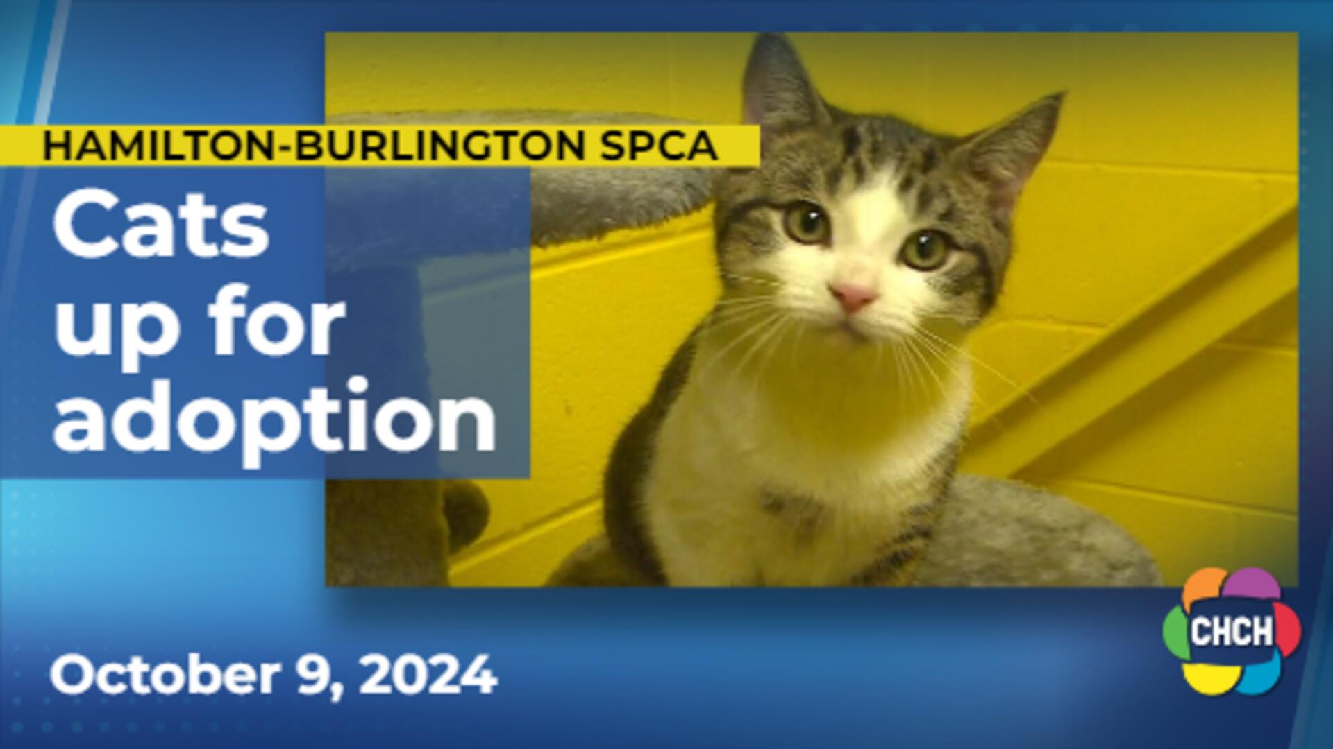 39 'ice cream' cats and kittens up for adoption at the SPCA