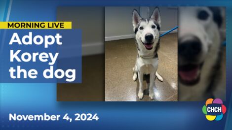 Meet Korey, who is up for adoption at the Humane Society of Greater Niagara