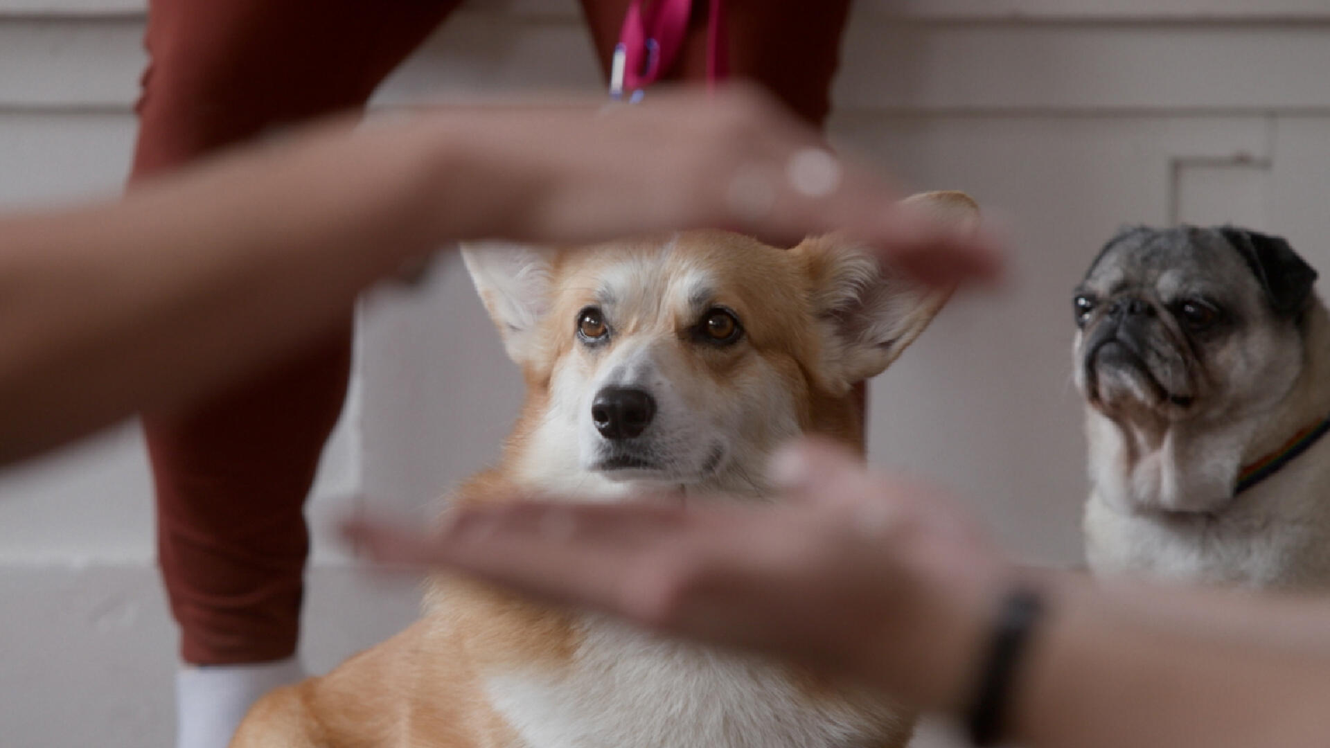 The School of Canine Massage