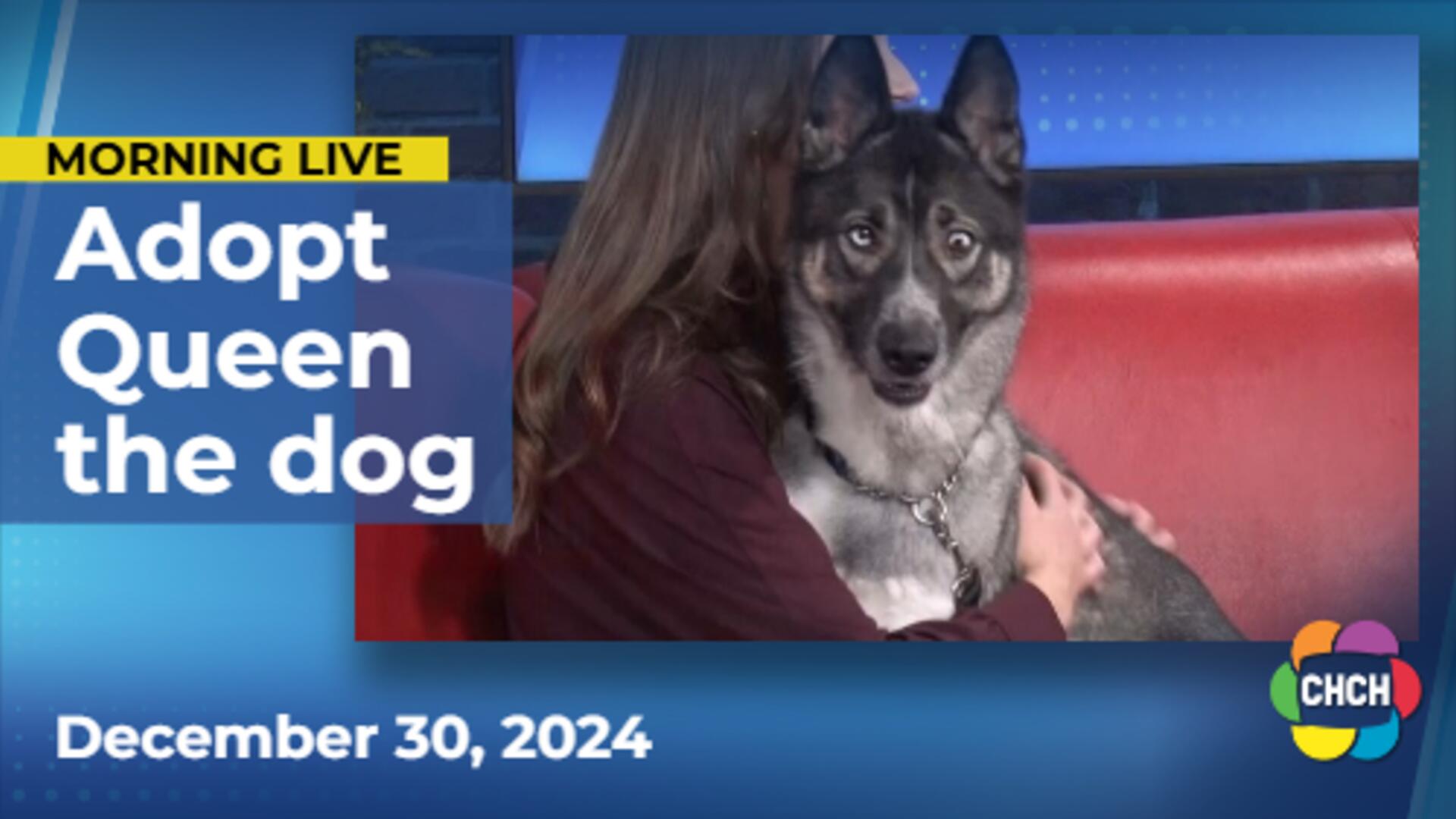 Meet Queen, who is up for adoption at the Humane Society of Greater Niagara