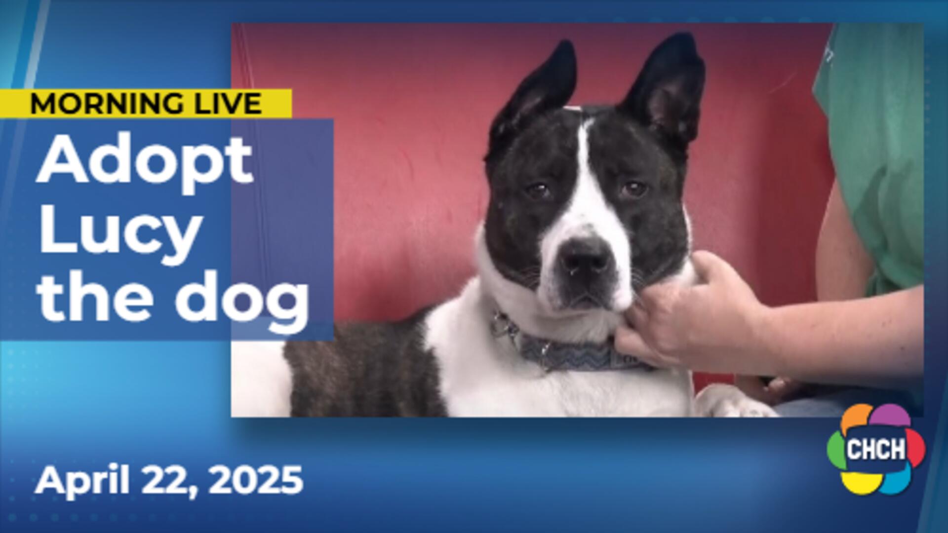 Meet Lucy, who is up for adoption at the Humane Society of Greater Niagara