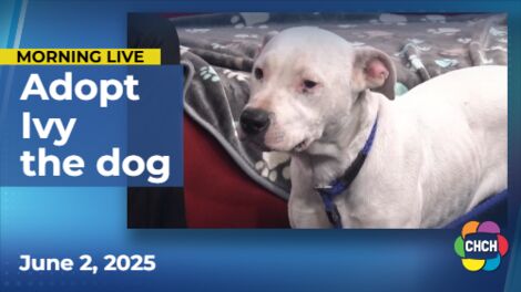 Meet Ivy, who is up for adoption at Animal Adoptions of Flamborough