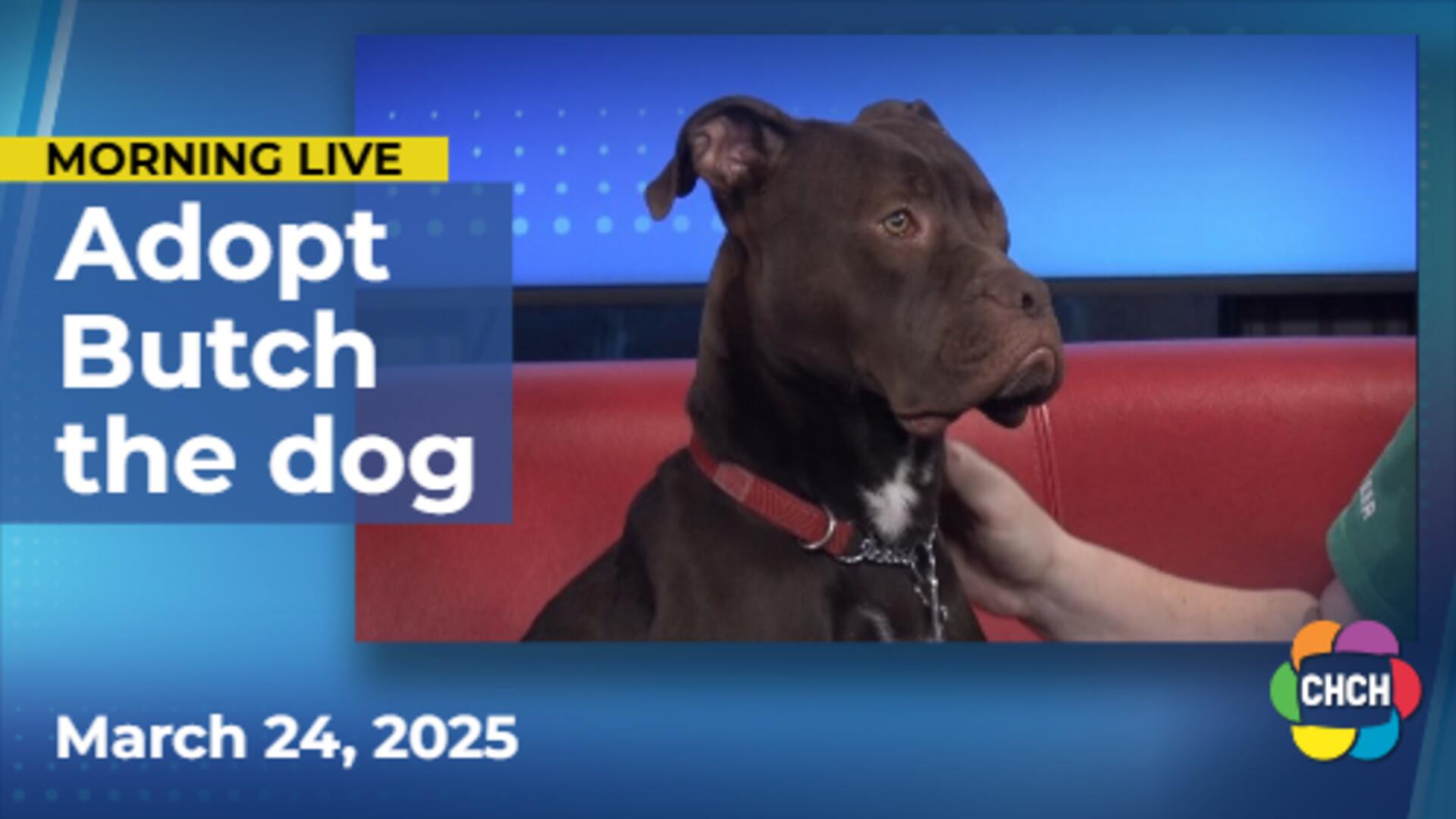 Meet Butch, who is up for adoption at the Humane Society of Greater Niagara