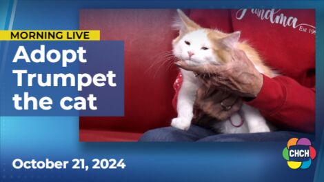 Meet Trumpet, who is up for adoption at Animal Adoptions of Flamborough