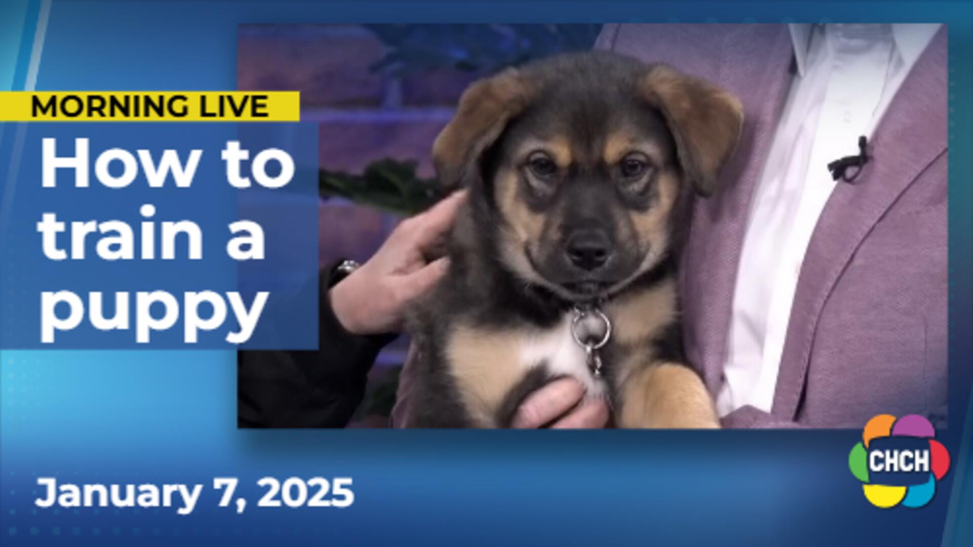 Tips on how to properly train your puppy