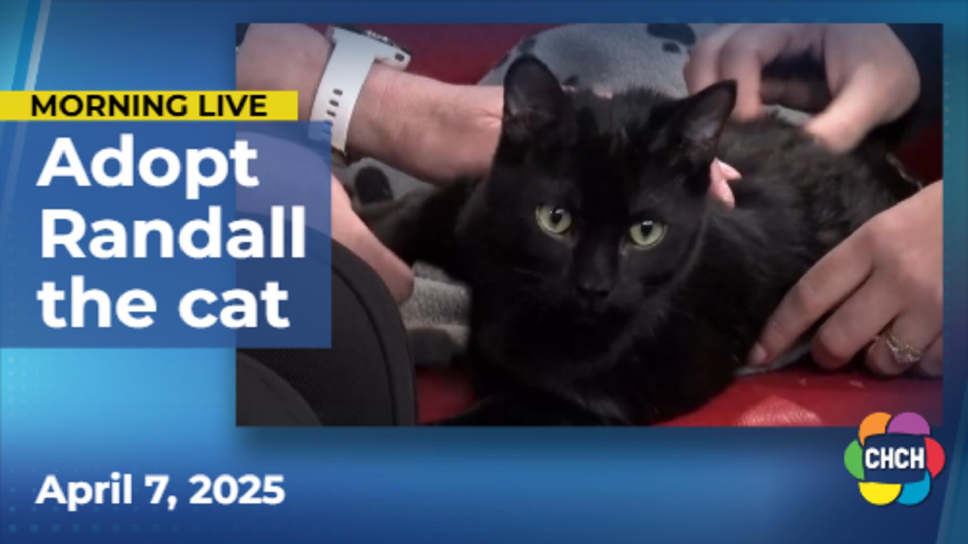 Meet Randall, who is up for adoption at the Hamilton/Burlington SPCA